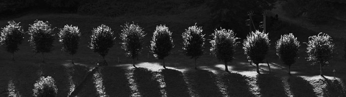IMG_3554bw